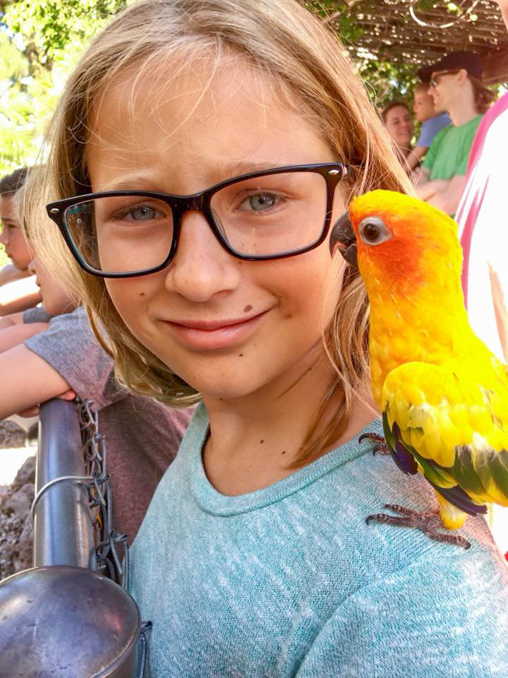 Periwinkle Park – Visitor sun conure on girls shoulder